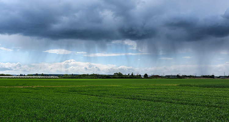Regen, Feld, Dorf