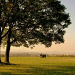 Agroforst als Impuls für regionale Entwicklung